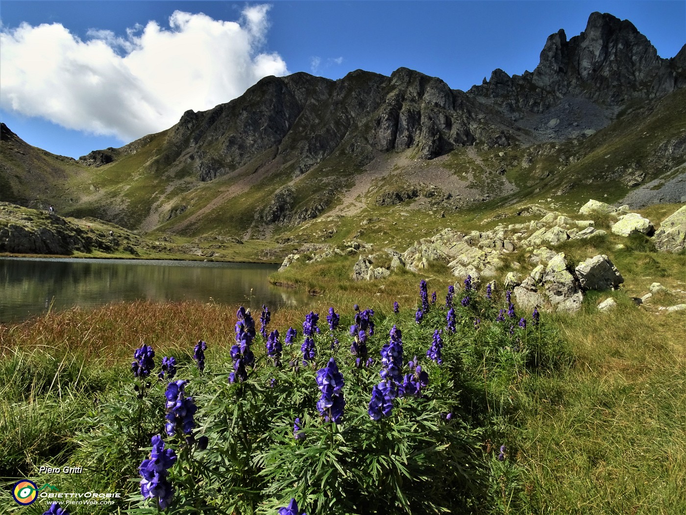 30 Lago di  Ponteranica sup. (2115 m) con da sx Quota 2309, Valletto con fiori di aconito napello (Aconitum napellus).JPG